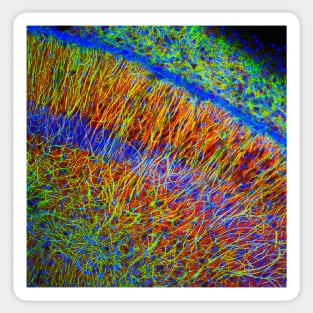 Brain cells, fluorescence micrograph (C023/4113) Sticker